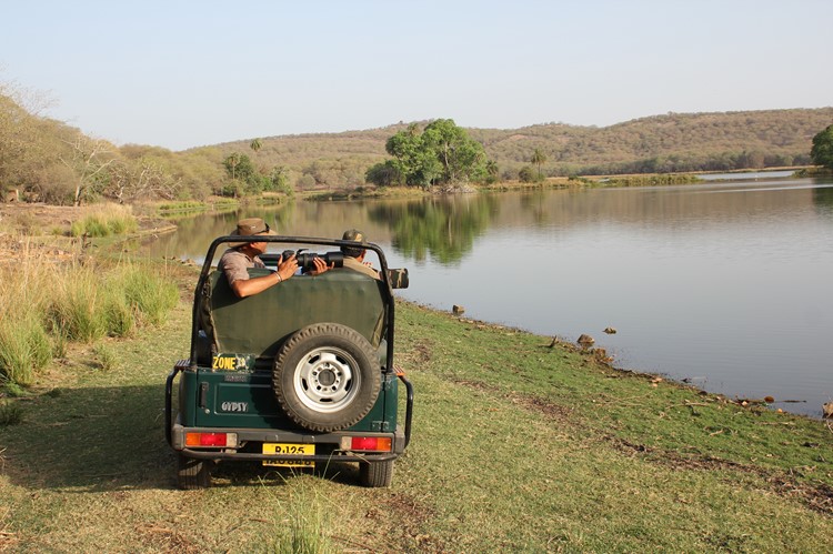 Tijger in Ranthambhore - India